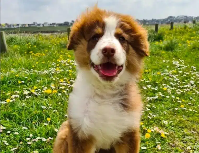 Chiot