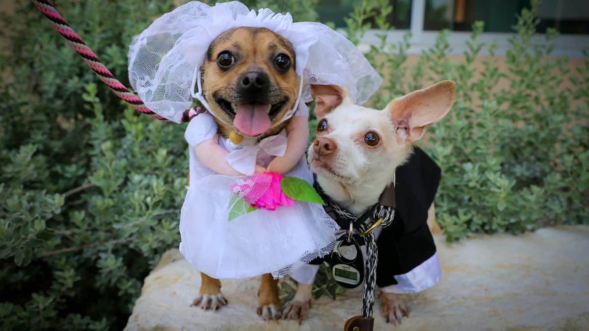 Chiens mariage