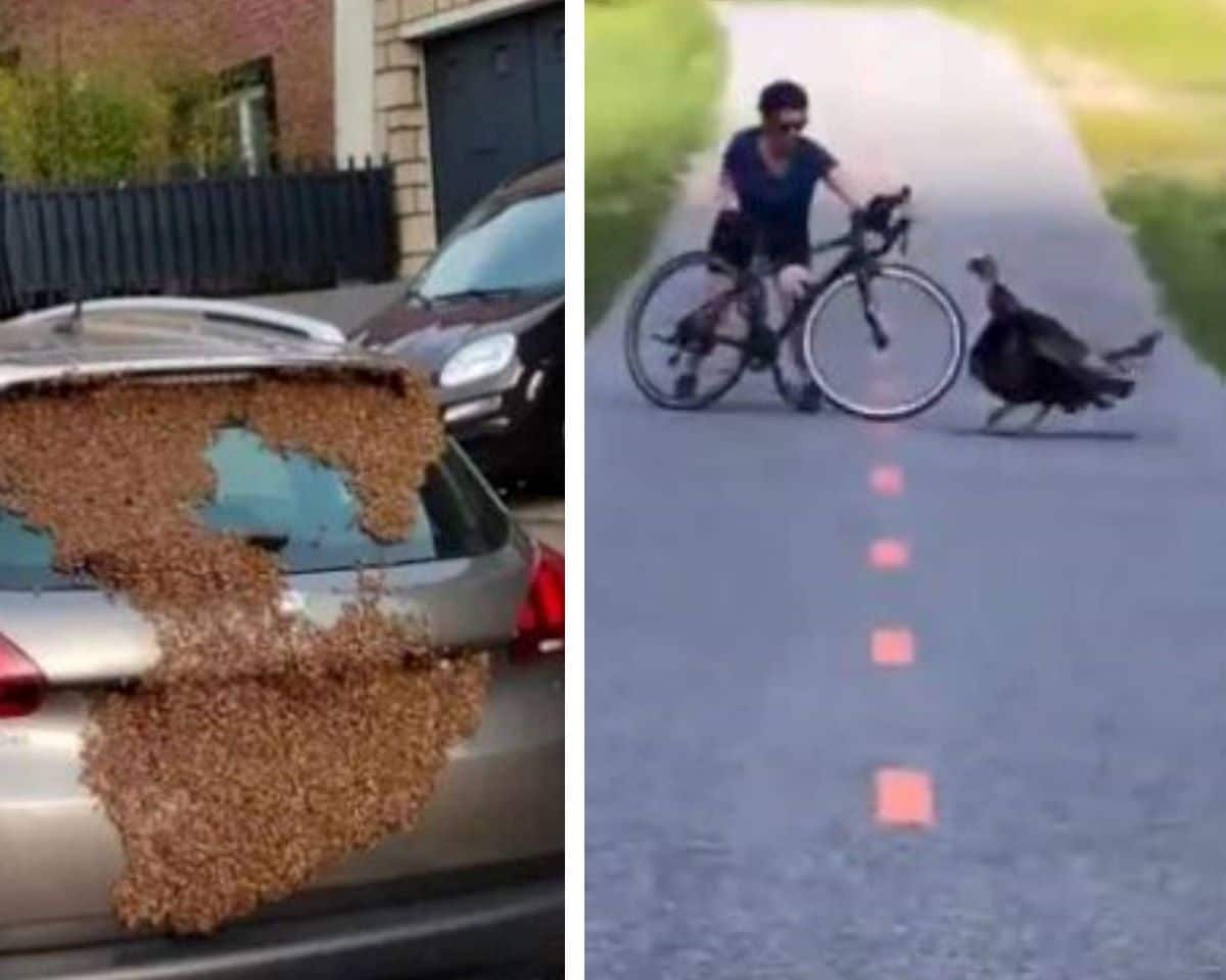 Faits divers insolites