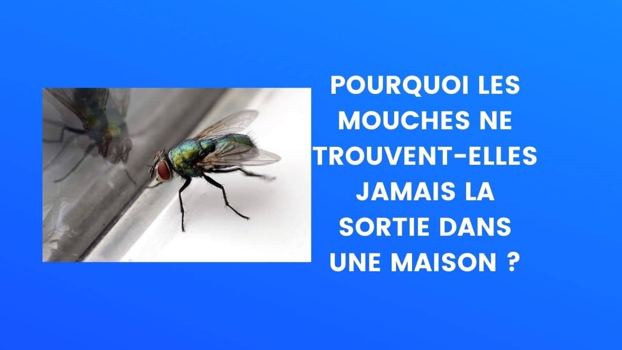 Le Saviez-vous mouches