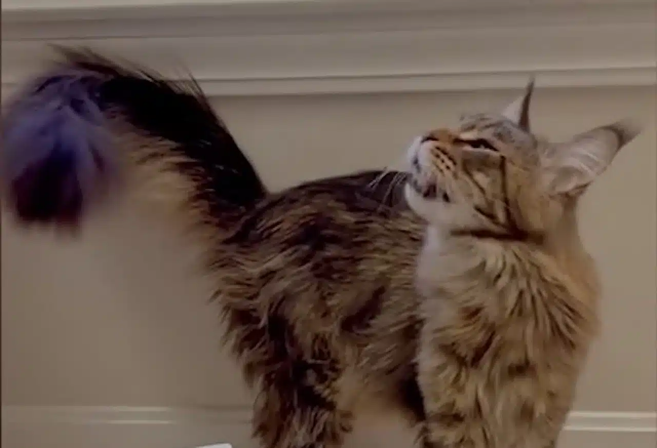 chat parle