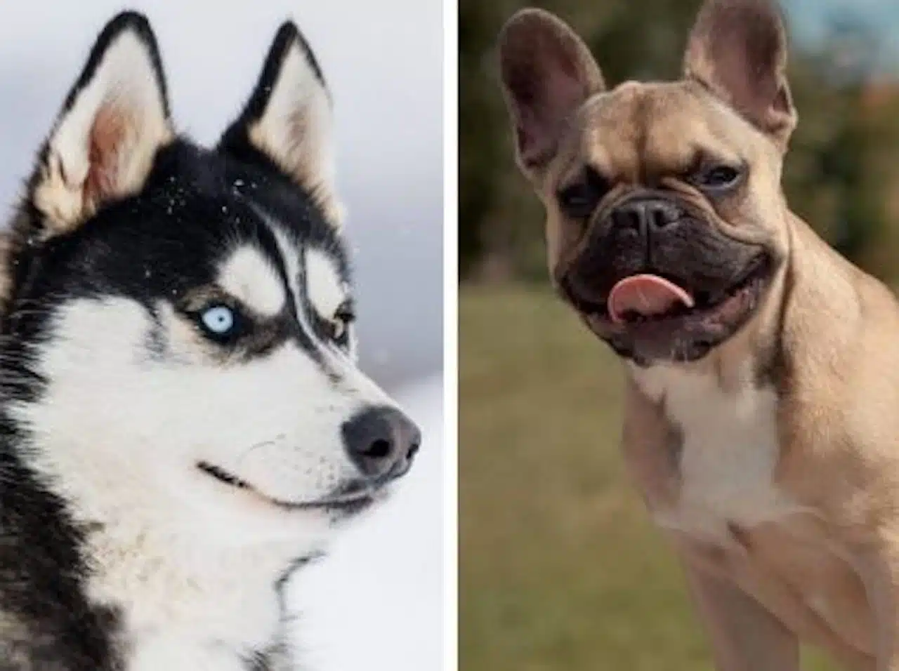 chien vie