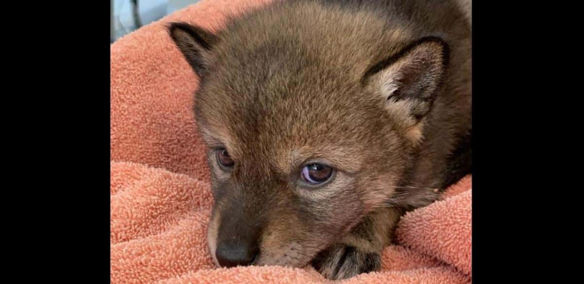 Cette famille pense recueillir un chiot... qui est en réalité un coyote