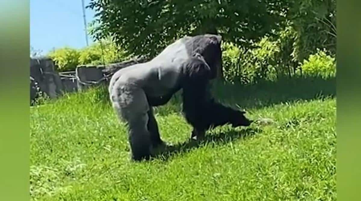 Un gorille caresse une marmotte au zoo de Detroit