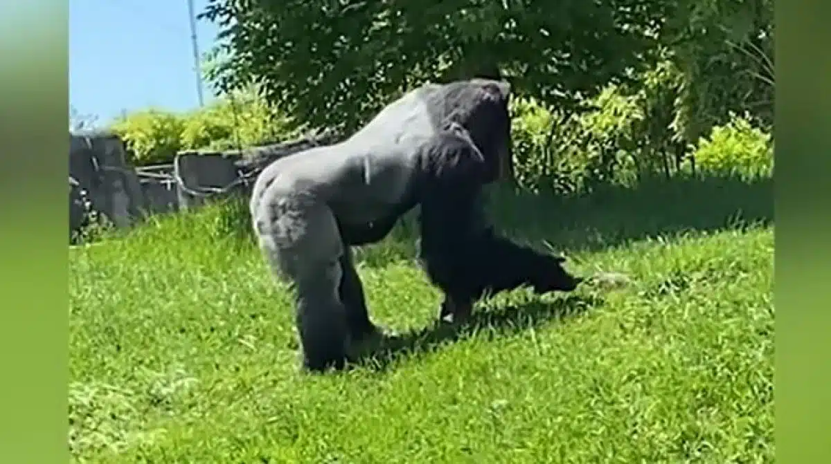 Un gorille caresse une marmotte au zoo de Detroit