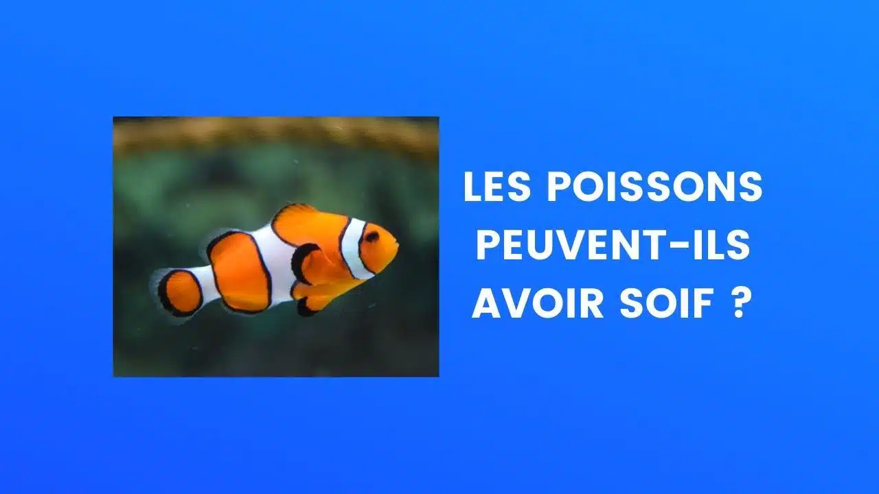 le saviez vous poissons