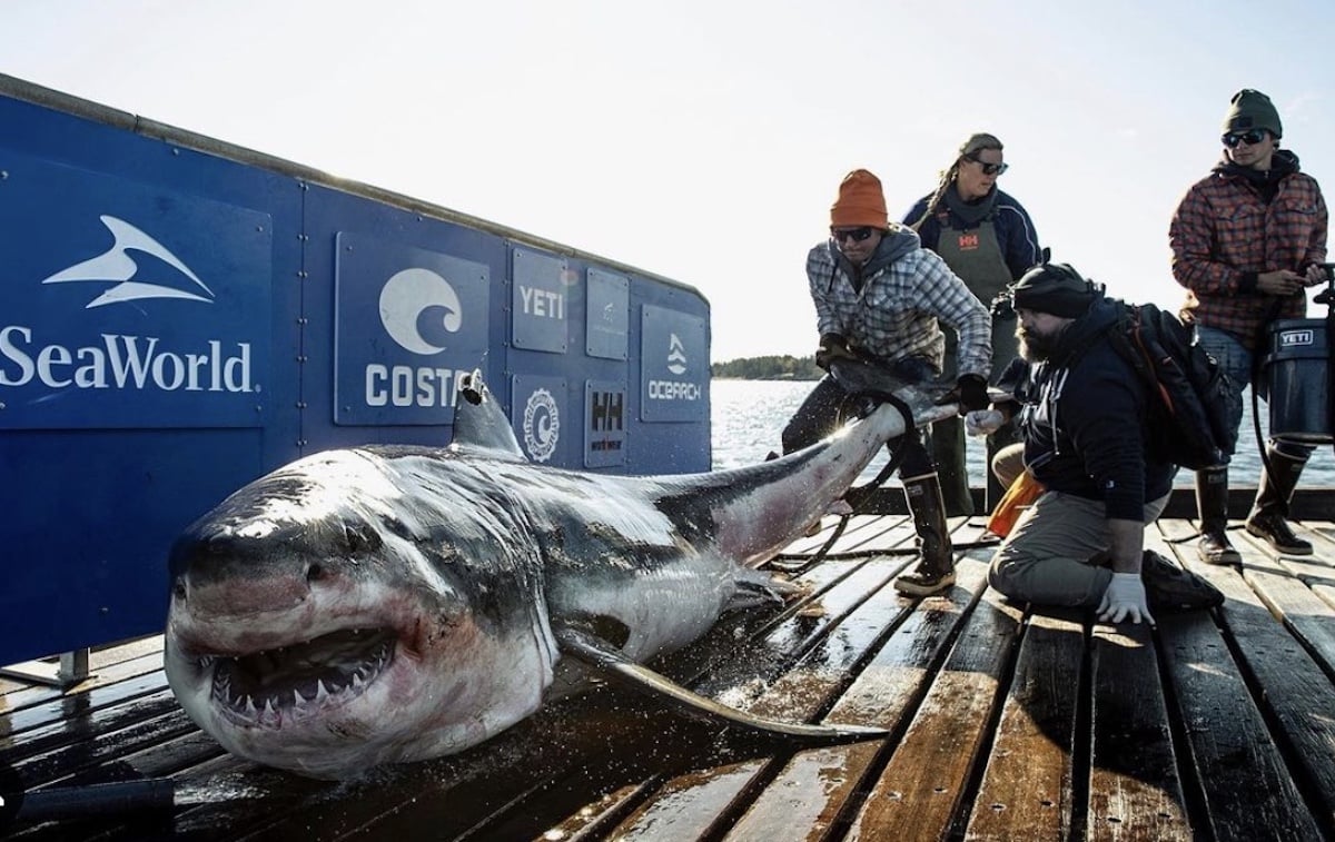 Requin en caoutchouc naturel Lassig - Maman Natur'elle : Ce Requin de la  marque Lassig est fabriqué