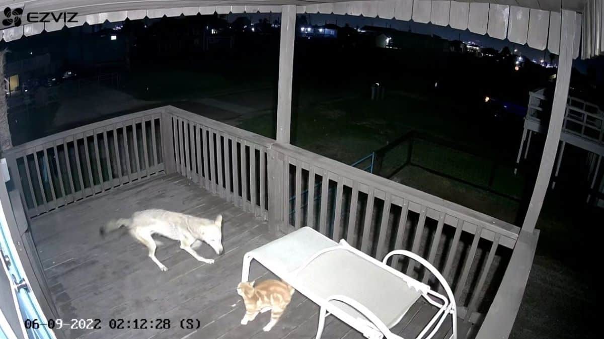 Un coyote attaque un chat