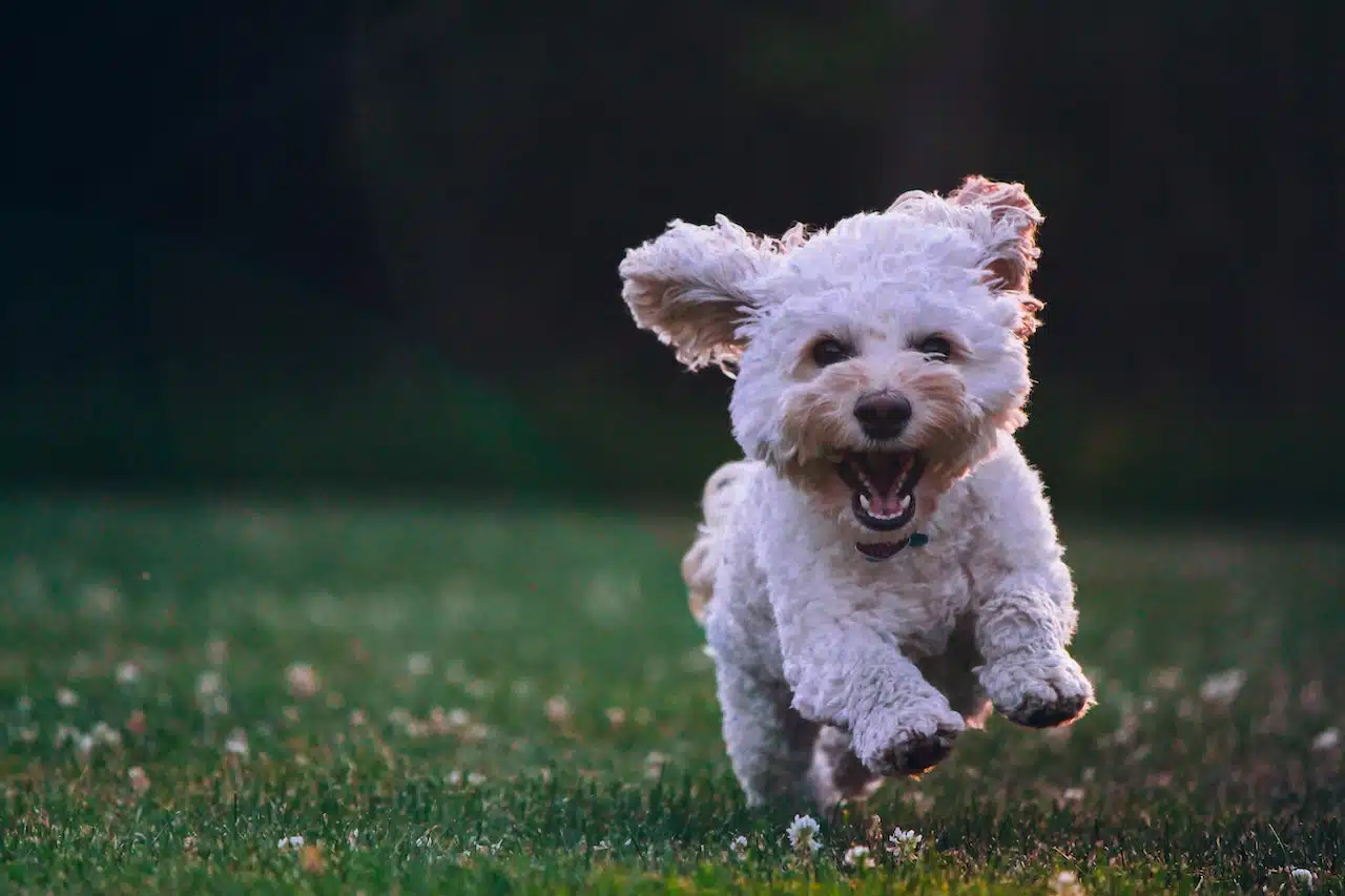 Chien