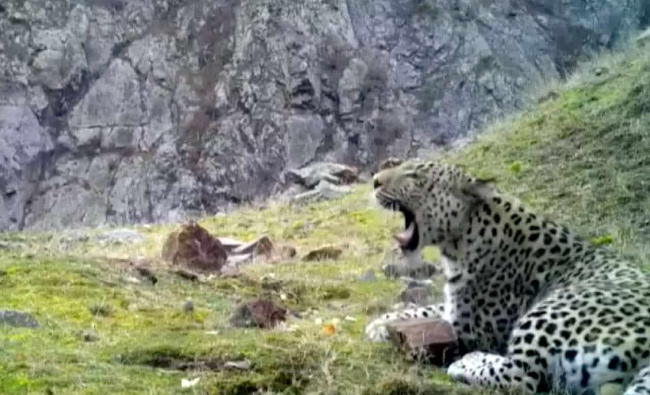 Leopard d'Anatolie Turquie