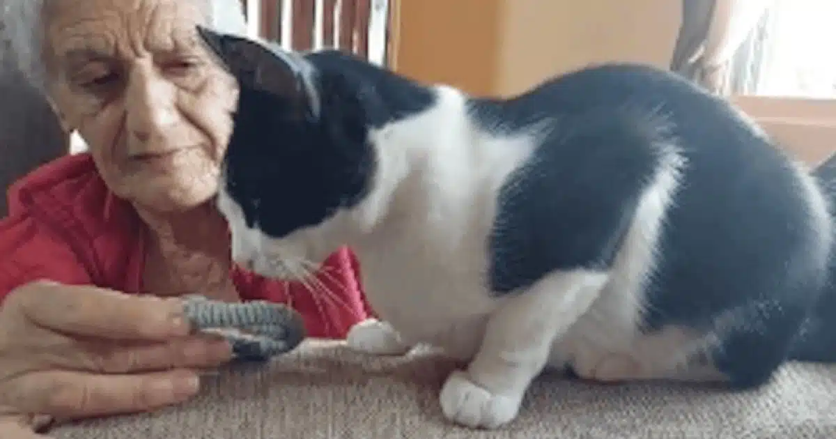Un chat renifle un objet de sa propriétaire décédée
