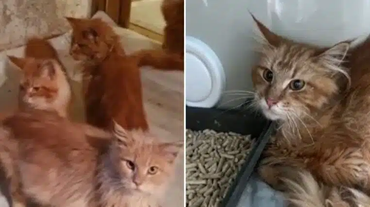 chats qui mangent une femme