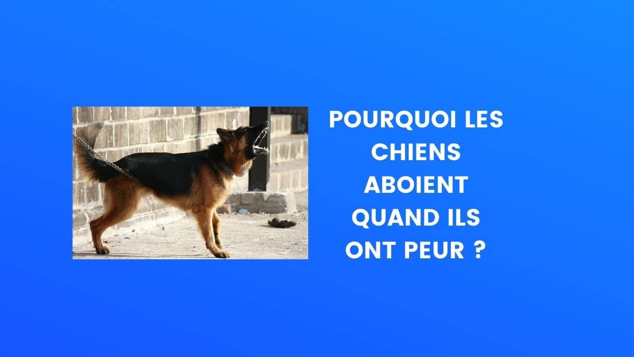 chien