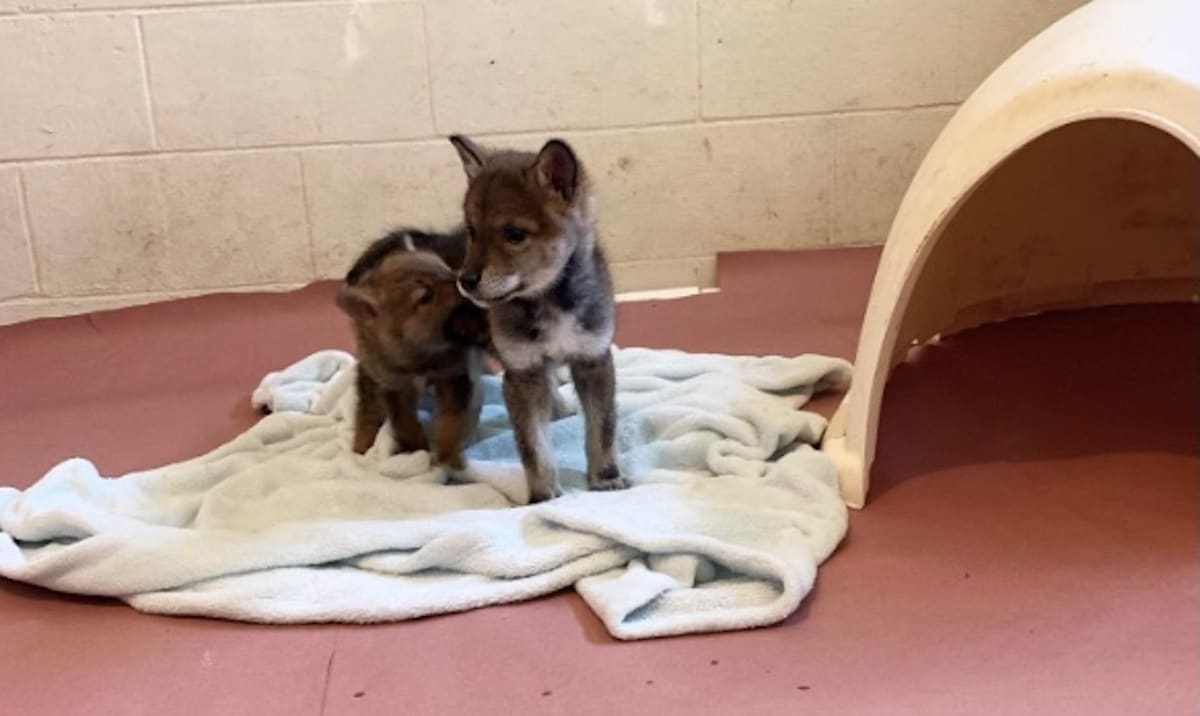 coyote chien
