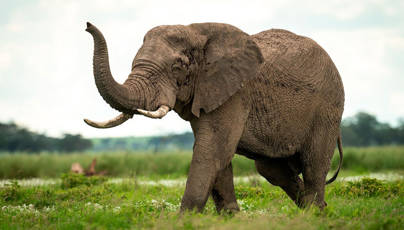 elephant tueur Inde
