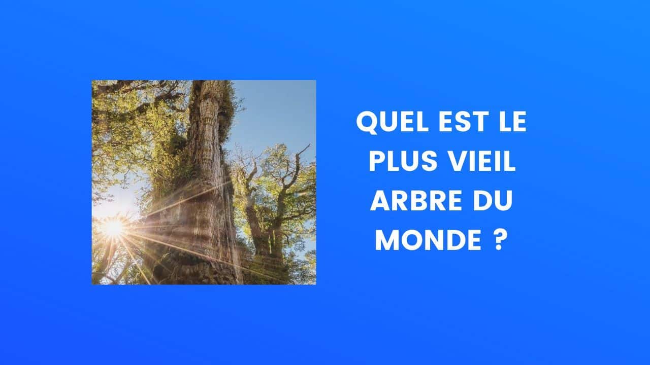 le saviez vous arbre