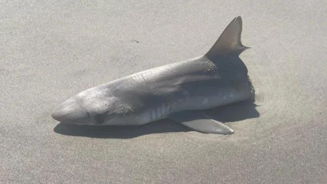 Un grand requin blanc a été retrouvé mutilé et on sait qui sont les  coupables