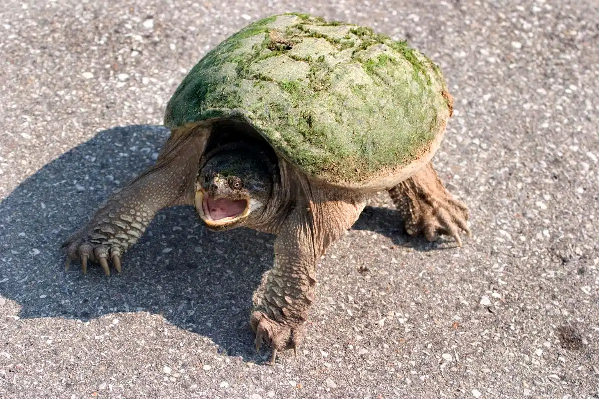 tortue serpentine gironde
