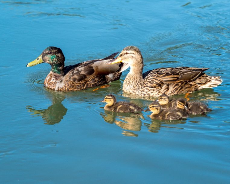 Canards