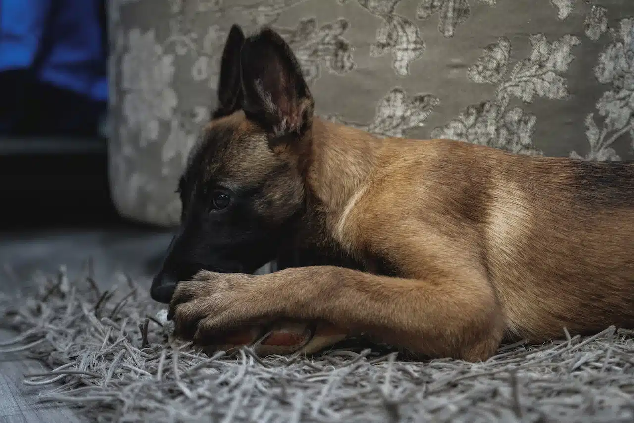 Malinois voiture