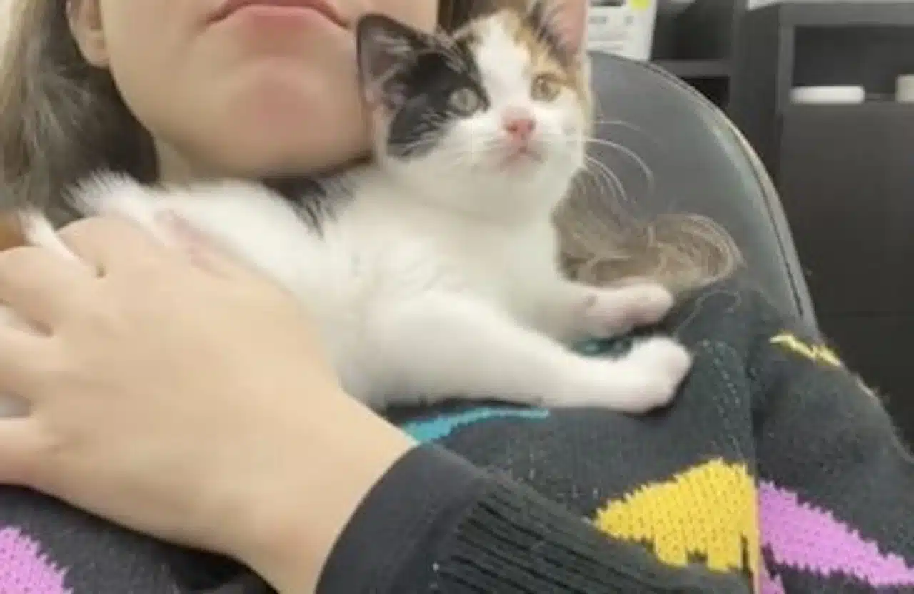 chat patron