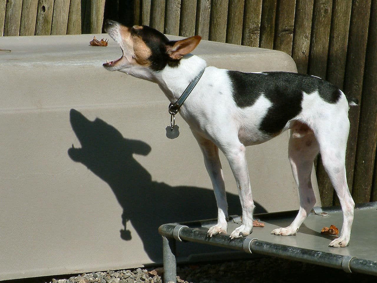 chien aboie