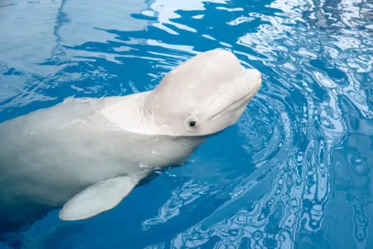 beluga seine