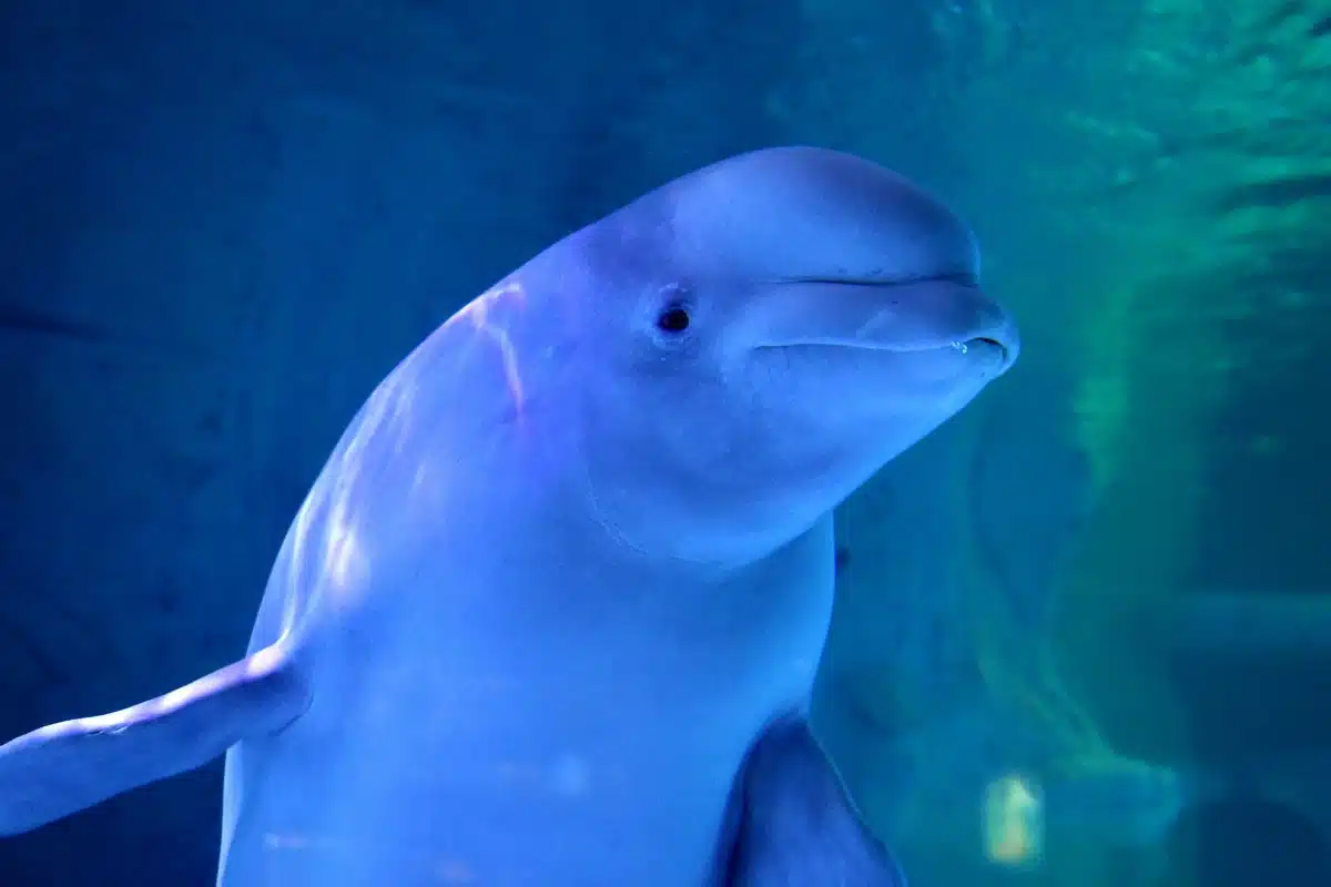 beluga seine sauvetage
