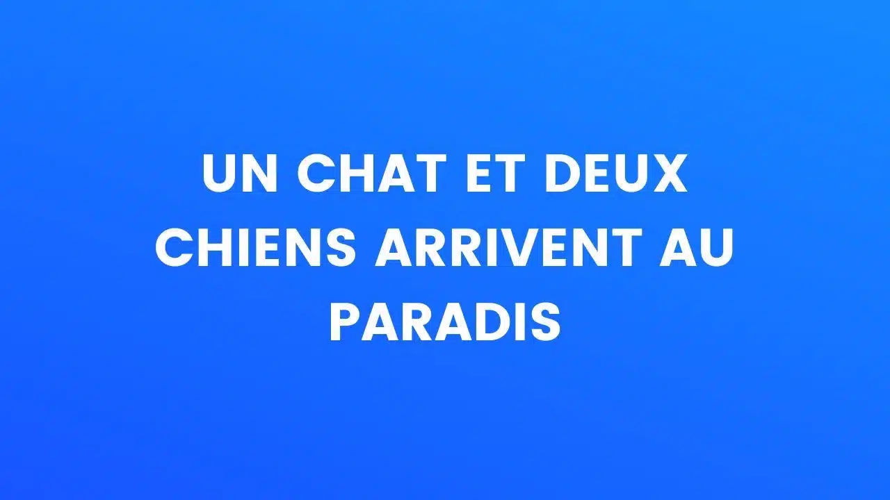 blague chat