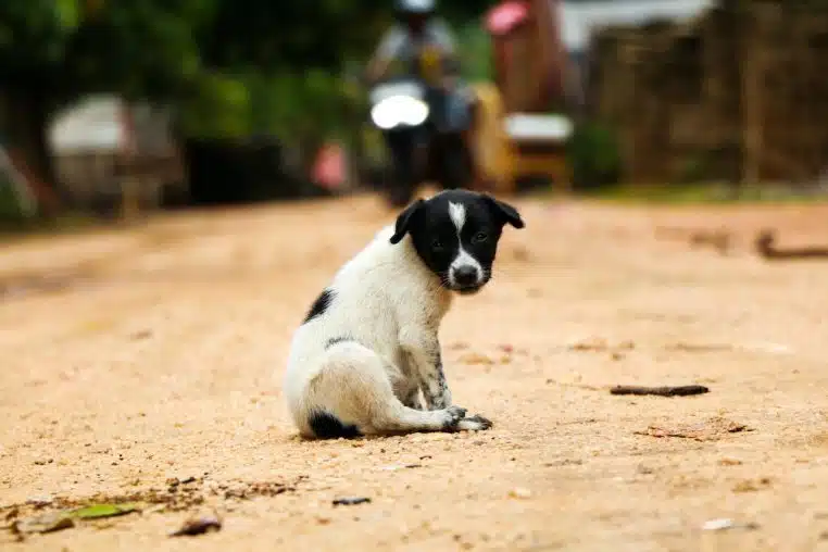 Chiens