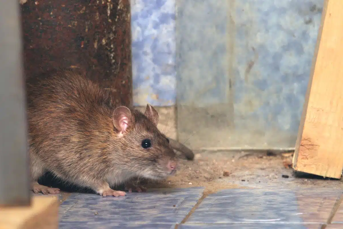 attaque rats jeune garcon (1)