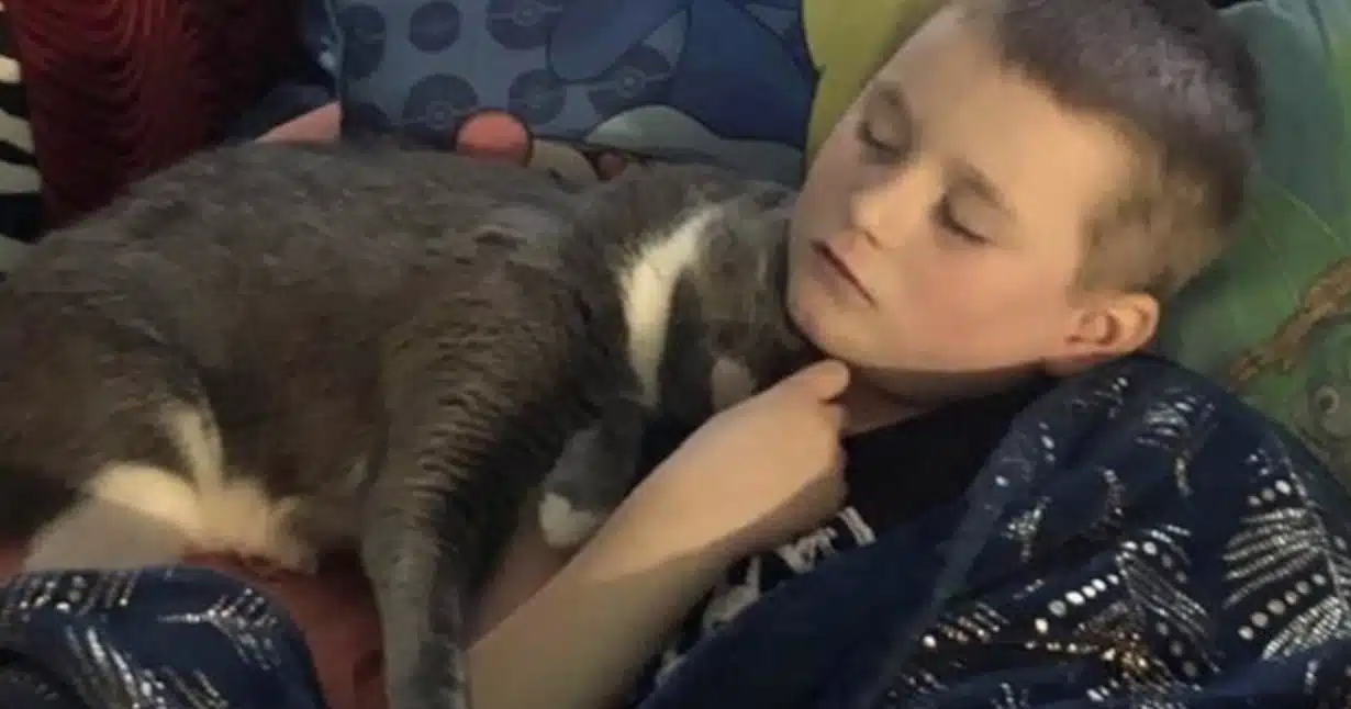 chat petit garcon