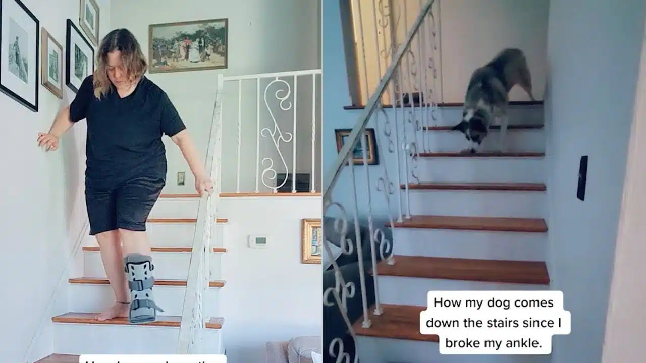 escaliers chien