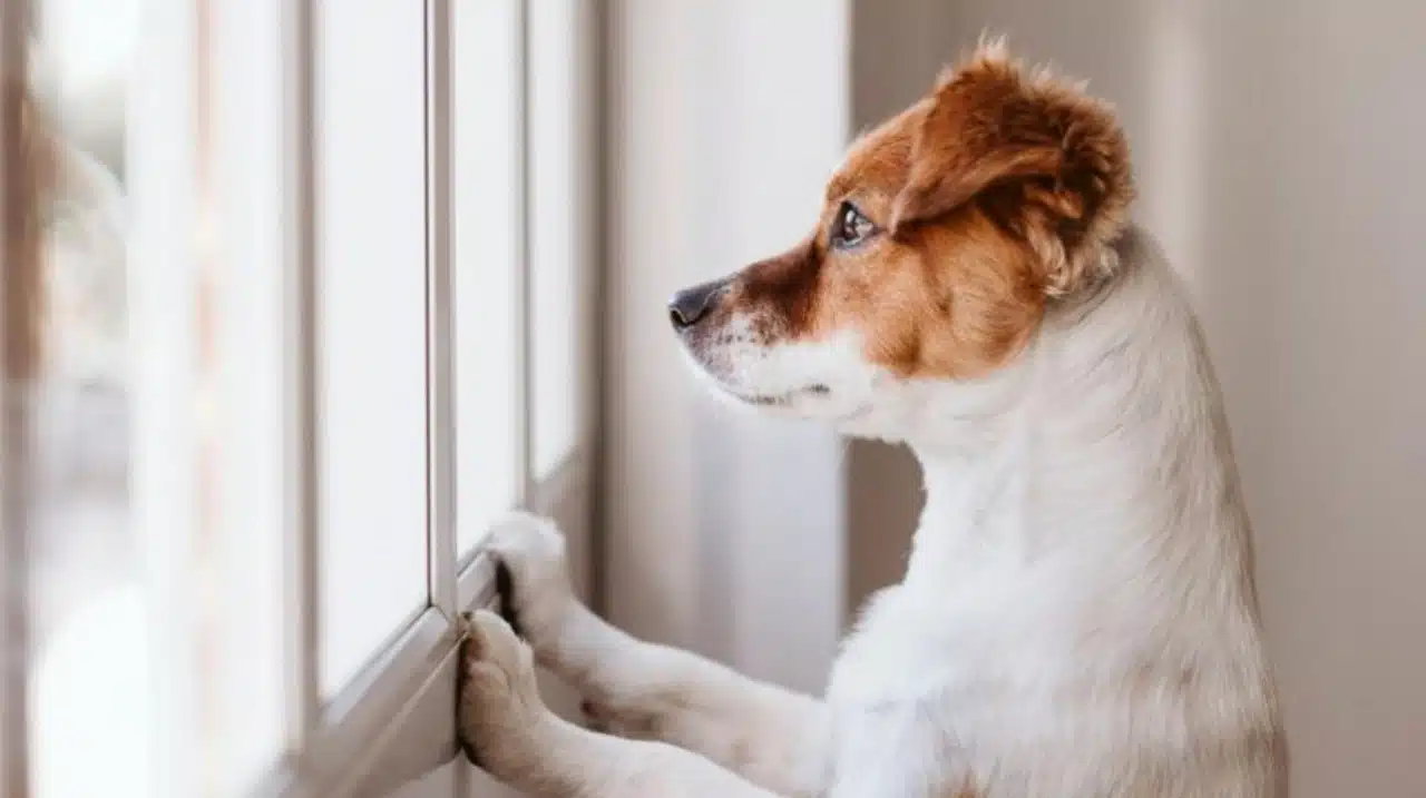 chien maison