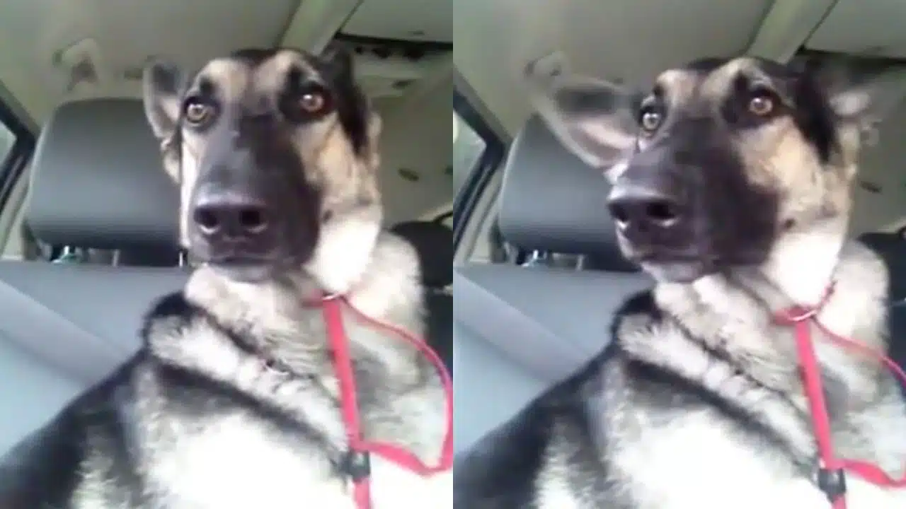 chien danse