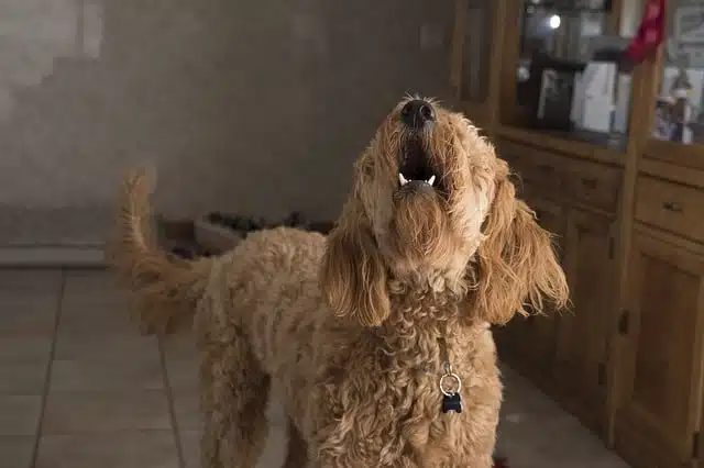 chien maison
