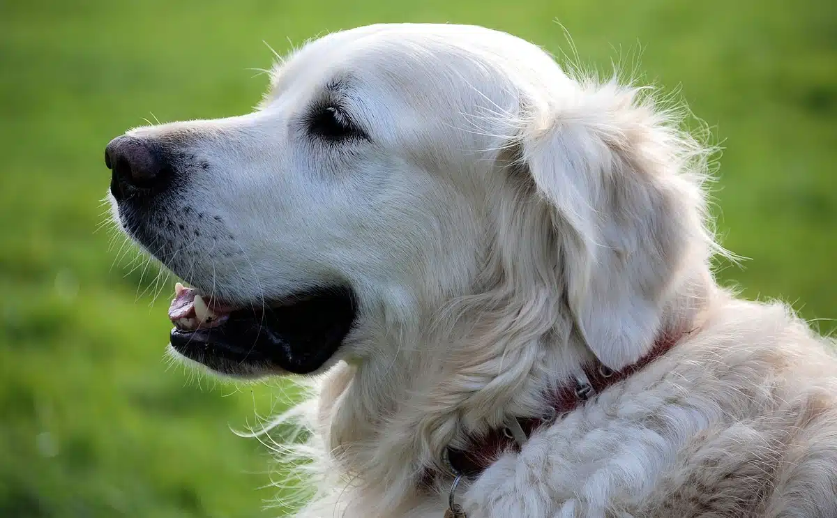 golden retriever Clarence abandon parking