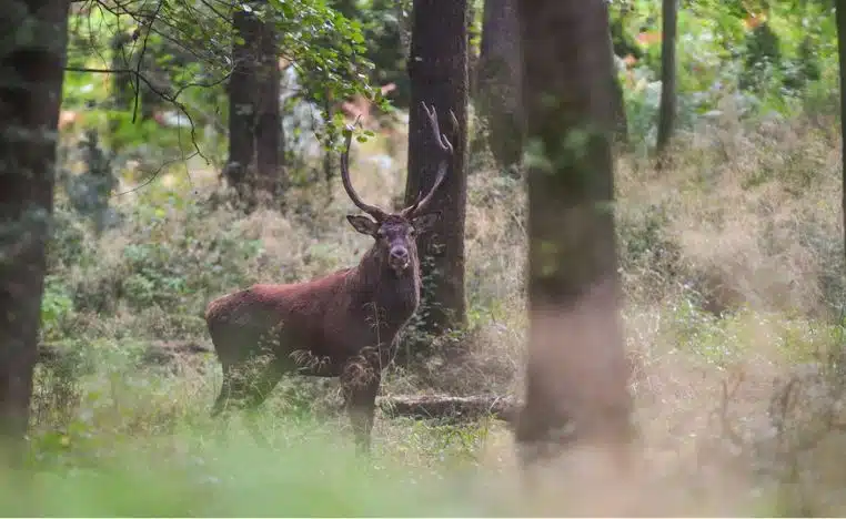foret mormal cerf chasse chasseurs