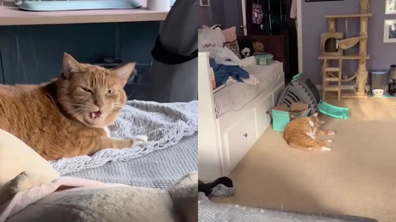 chat éternue