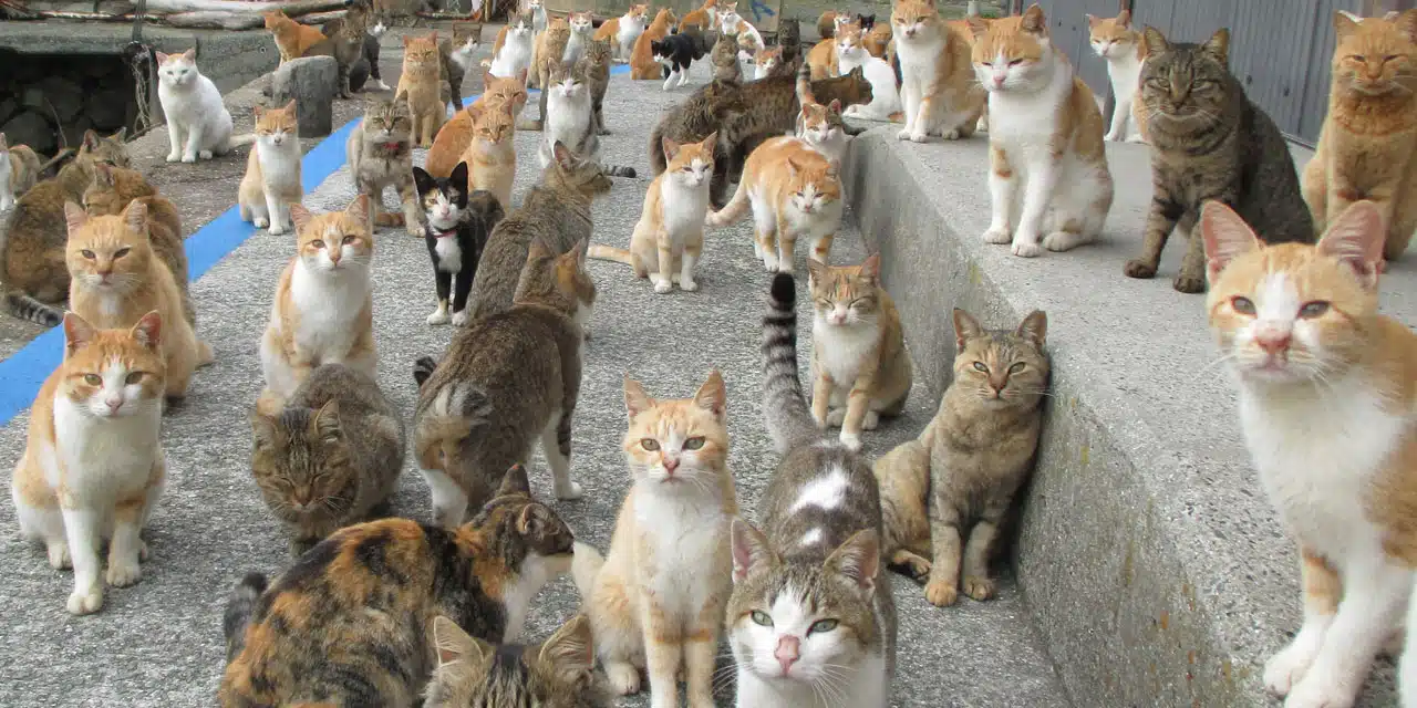 chats syndrome de noé animaux santé