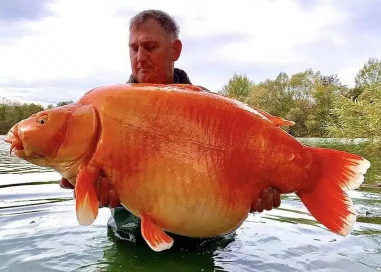 poisson rouge