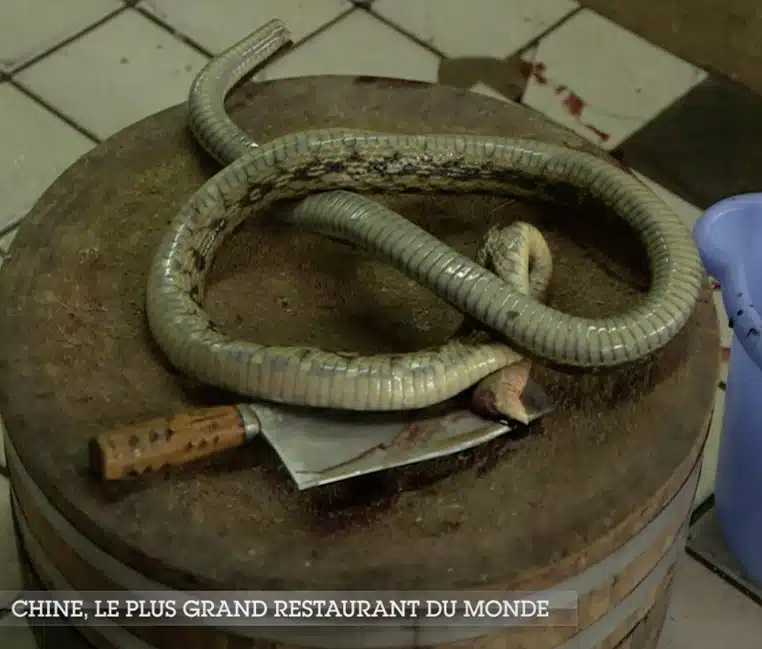 restaurant chinois pratique plats animaux sauvages