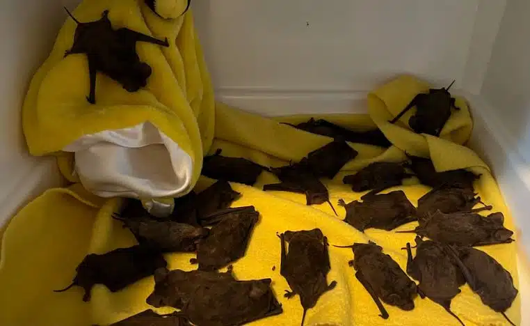 animaux etats-unis chauves-souris