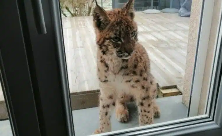 lynx jura femme
