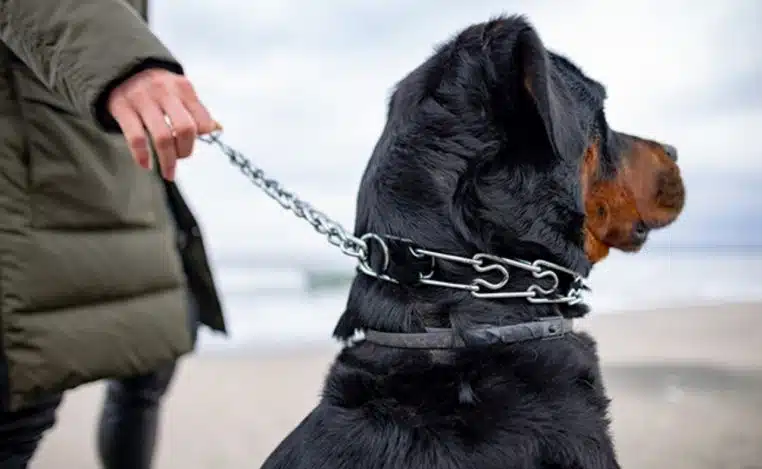 collier étrangleur chien