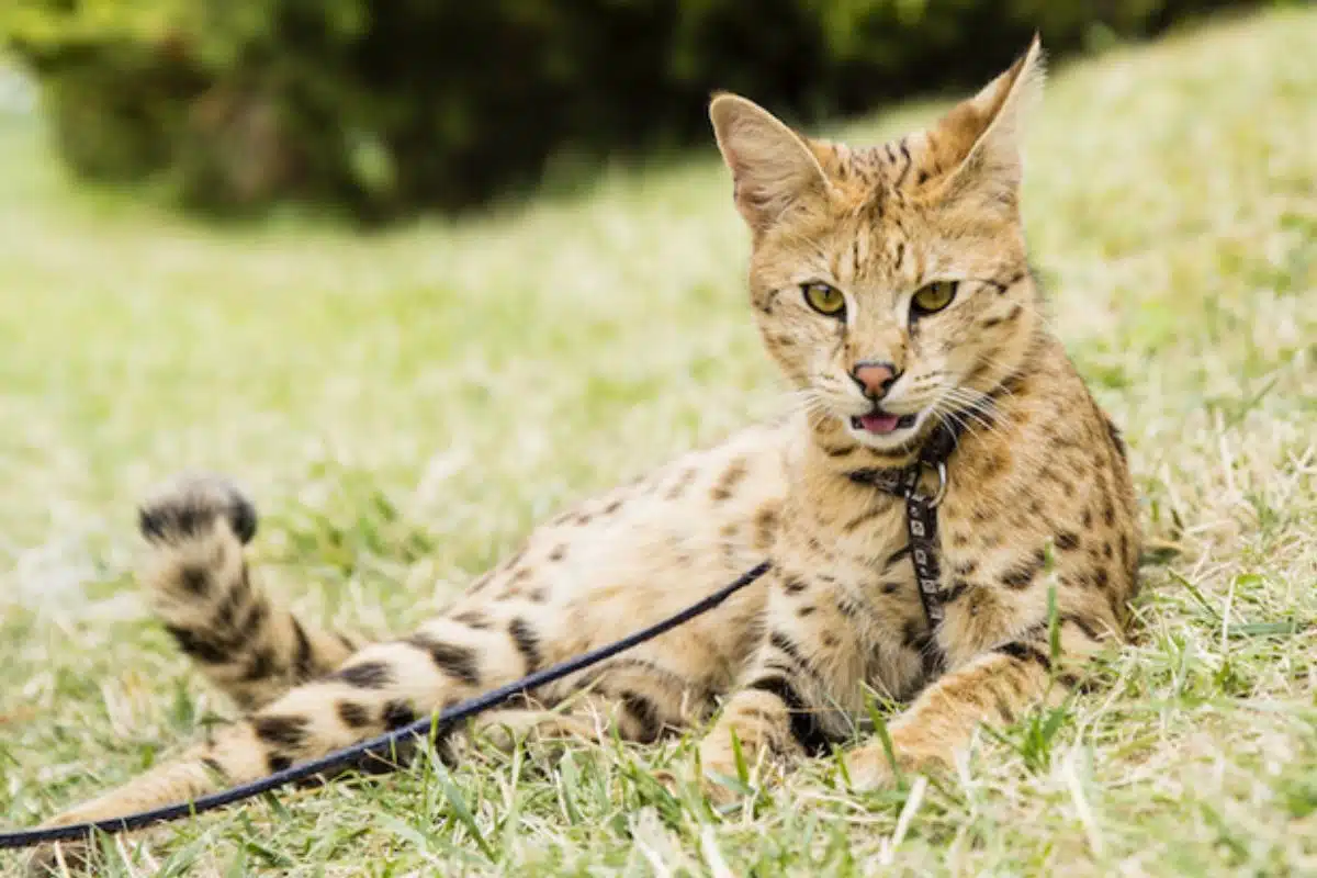 chat savannah lille animal lynx