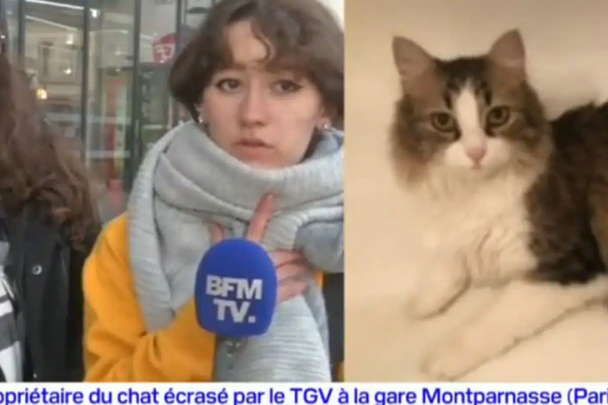 chat tgv paris (2)