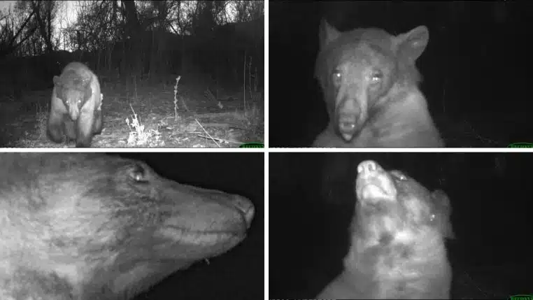 Selfie d'un ours
