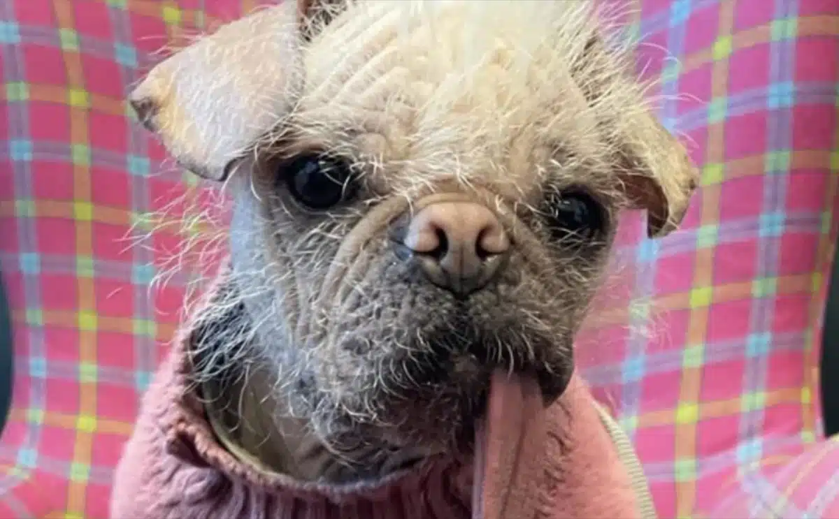 chien moche monde record -2023