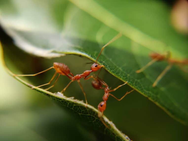 fourmi rouge insecte france dangereux pays morsure danger piqure animaux